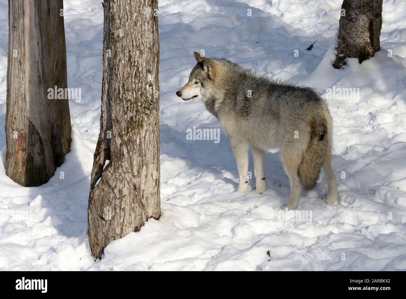 Los miembros de la manada muestran respeto por los lobos de mayor rango  fotografías e imágenes de alta resolución - Alamy