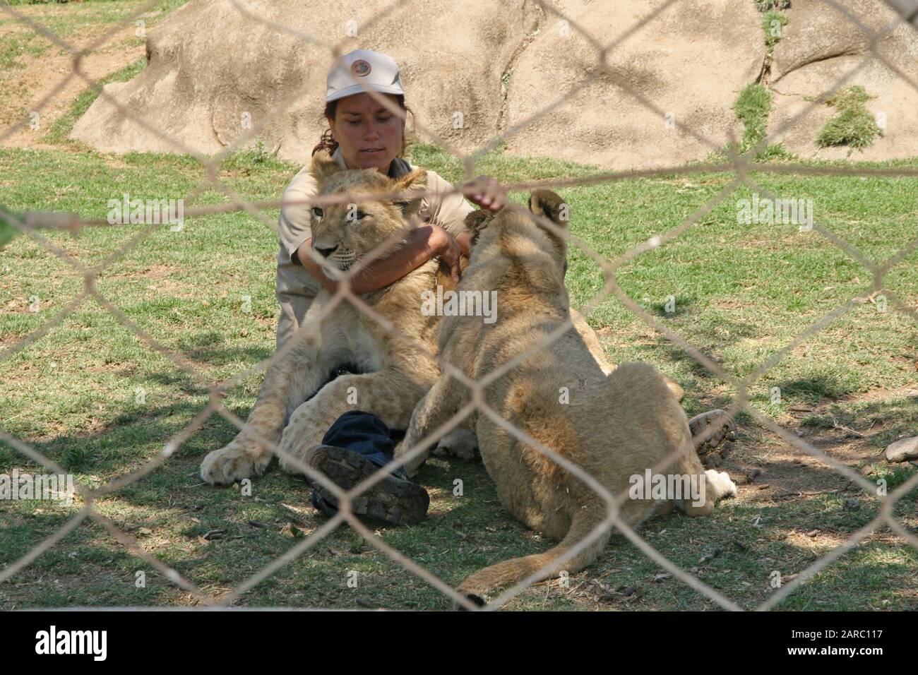 Guardaparques con dos cachorros de león blanco detrás de la valla, Lion & Safari Park, Gauteng, Sudáfrica. Foto de stock