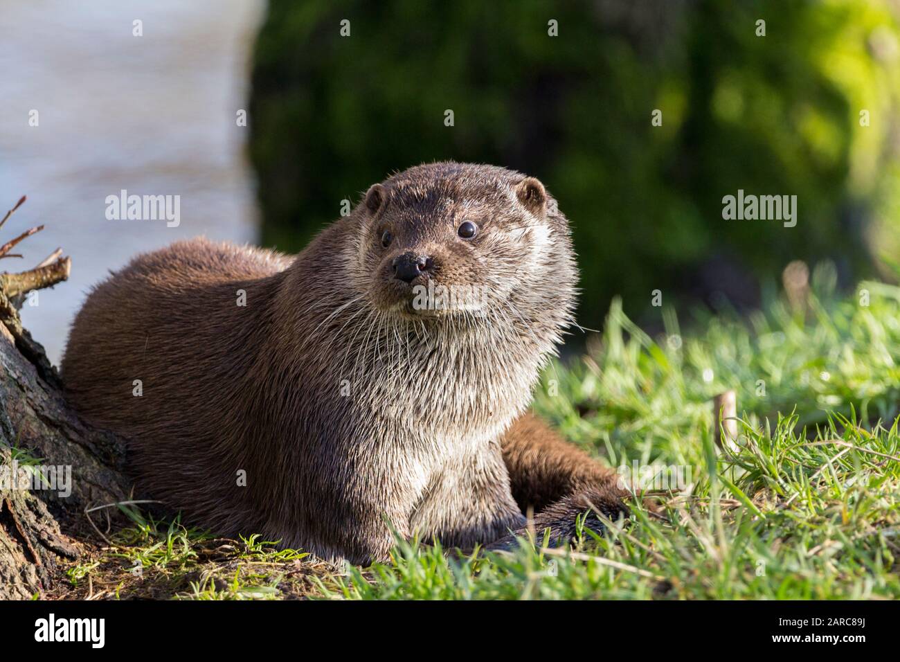 Nutria Lutra lutra perro mamífero acuático como cara orejas pequeñas largo blanco susurros cuerpo largo y fuerte gruesa cola cónica. Tiene patas cortas y pies de cama Foto de stock