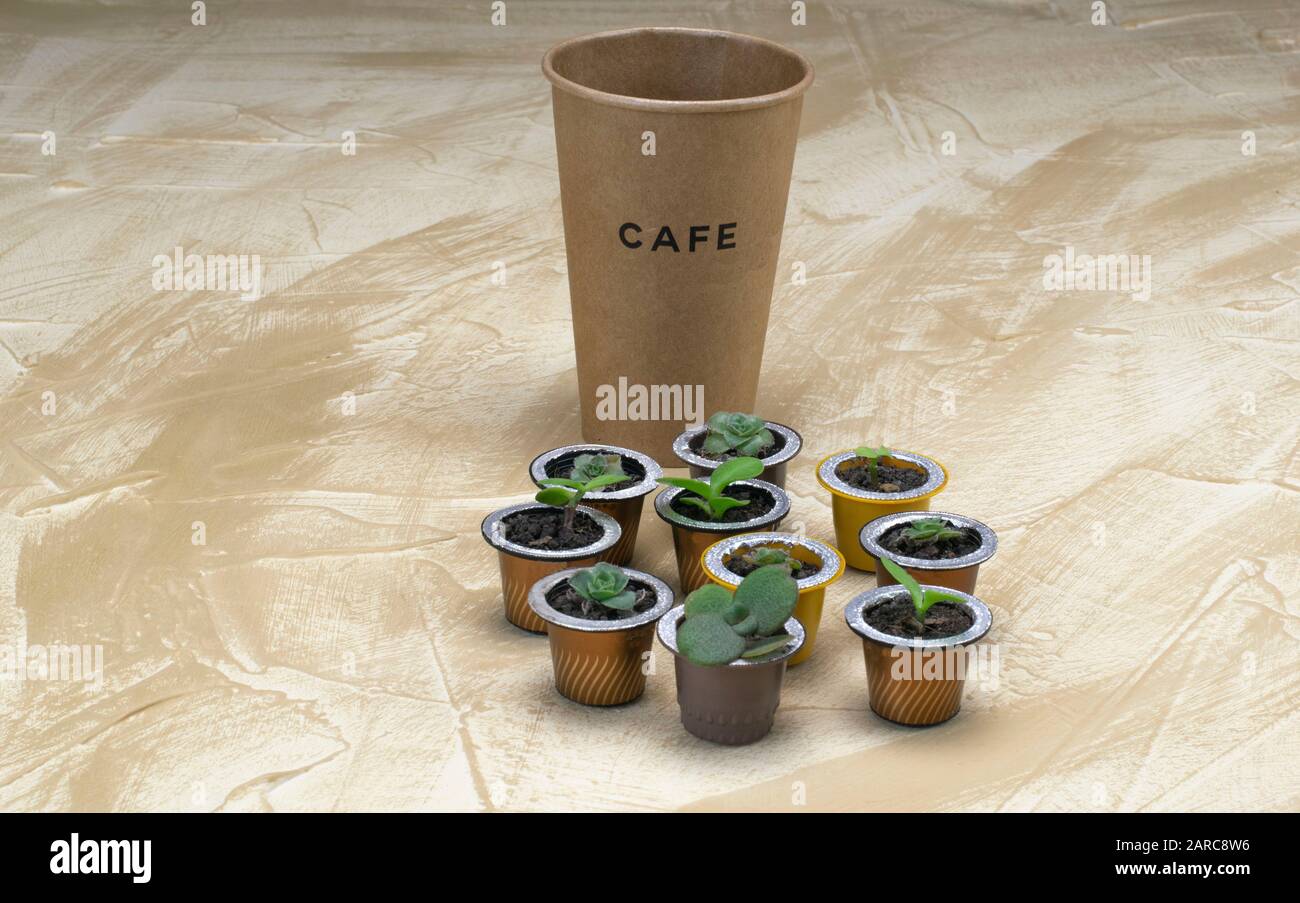 Taza de café reciclable de cartón junto a cápsulas de café hechas ollas de  plantas Fotografía de stock - Alamy