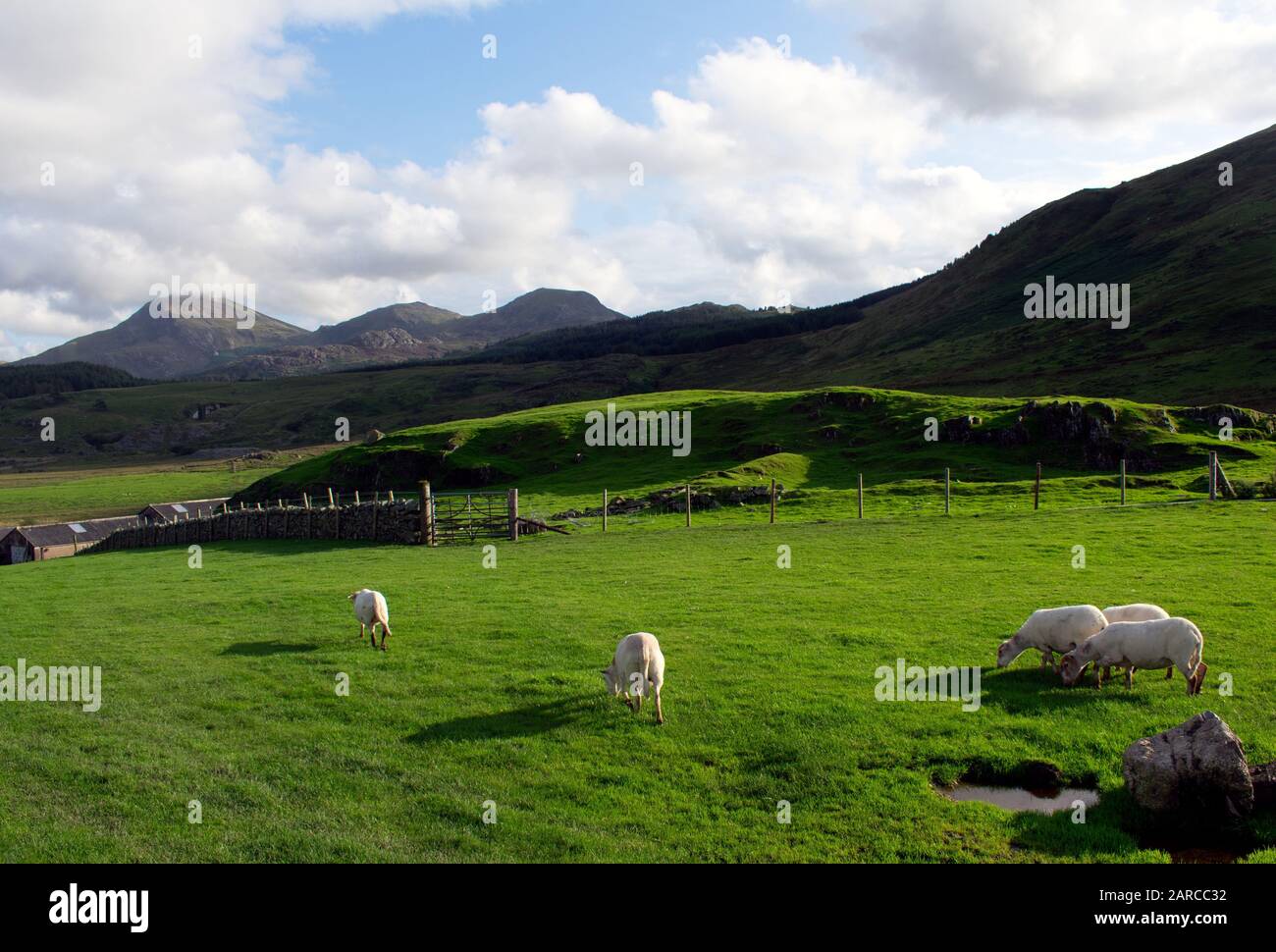 Hermoso tiro de campos de hierba y montañas con ovejas y.. Corderos caminando en Snowdonia Foto de stock
