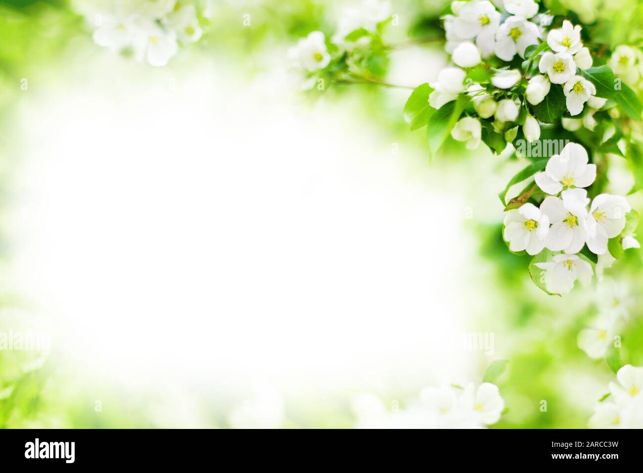 Flores blancas en las ramas de los árboles de manzana, hojas verdes