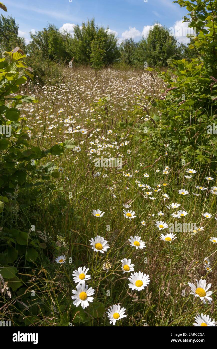 Margaritas de ojos de bueyes (Leucanthemum vulgare) que crecen en pastizales en el Parque del Valle de Alver, Gosport, Hampshire, Reino Unido: Un importante área de conservación de la naturaleza Foto de stock