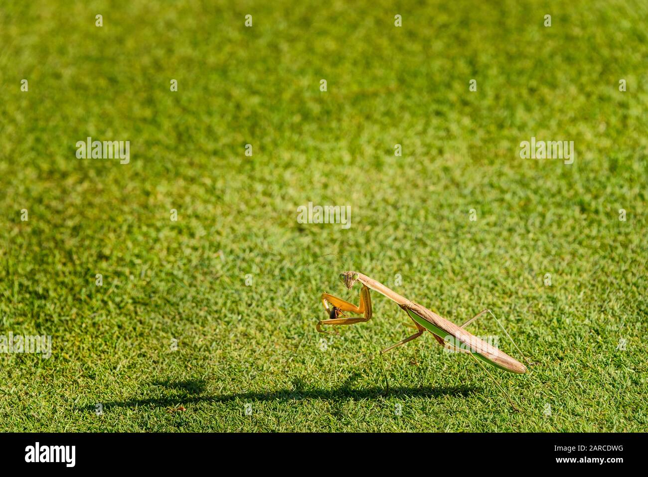 Mantis de oración, con cucaracha en garras, en un campo de hierba Foto de stock