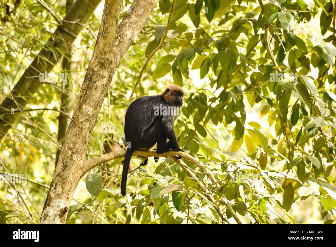 Nilgiri langur, mamífero vulnerable, mono negro Foto de stock