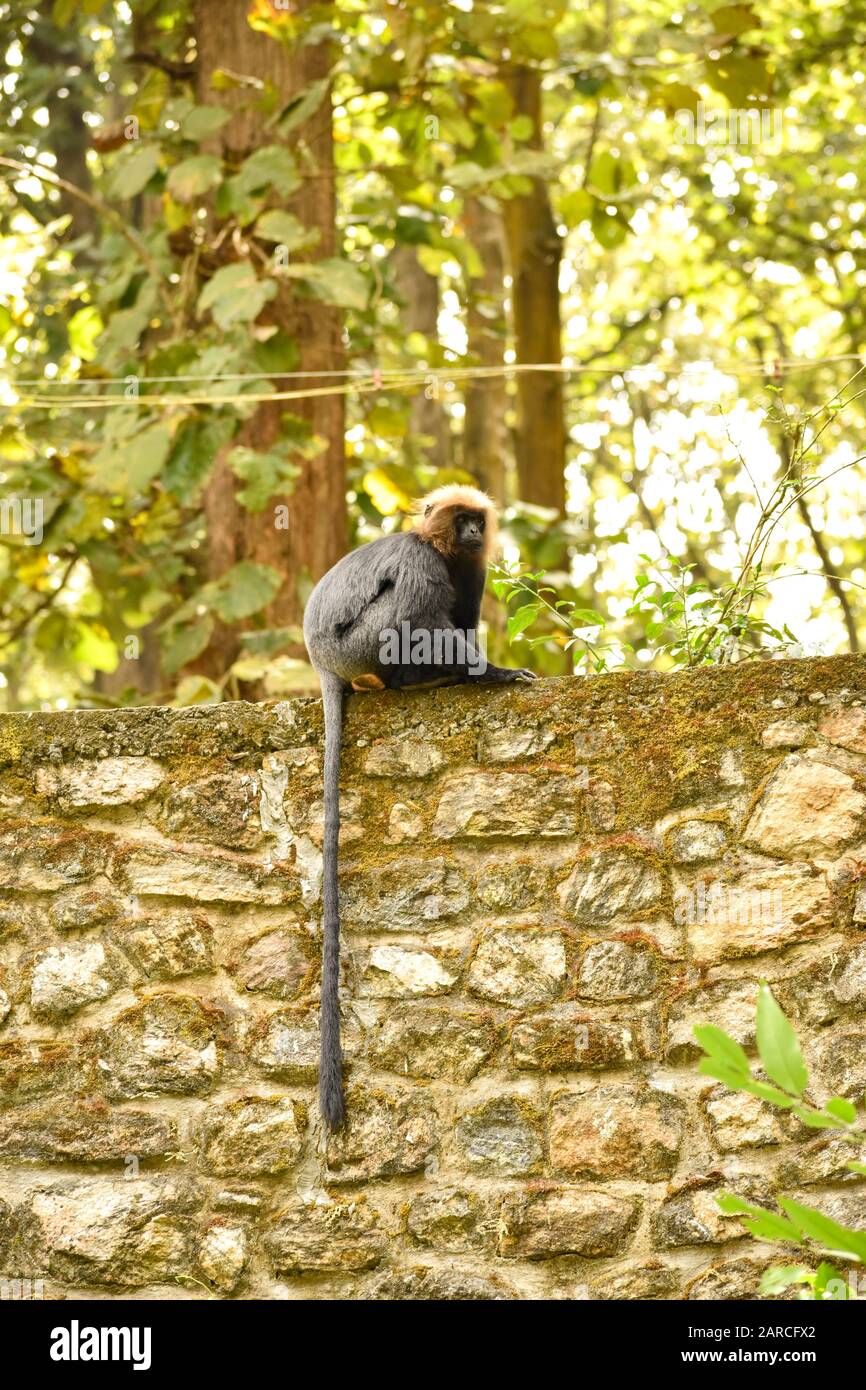 Nilgiri langur, mamífero vulnerable, mono negro Foto de stock