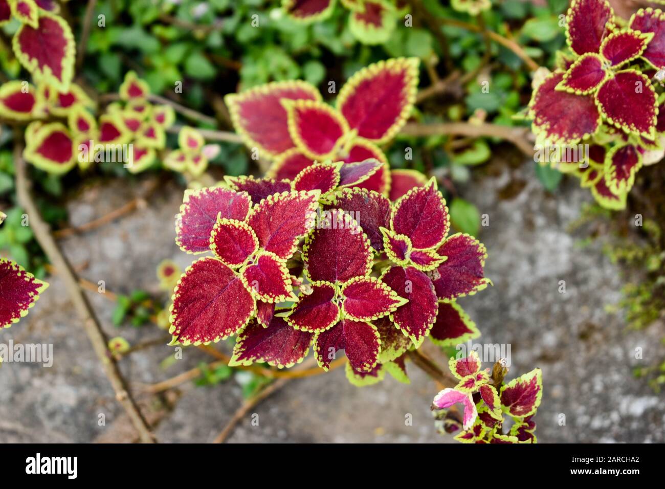 primer plano de plantas ornamentales de colores vivos Foto de stock
