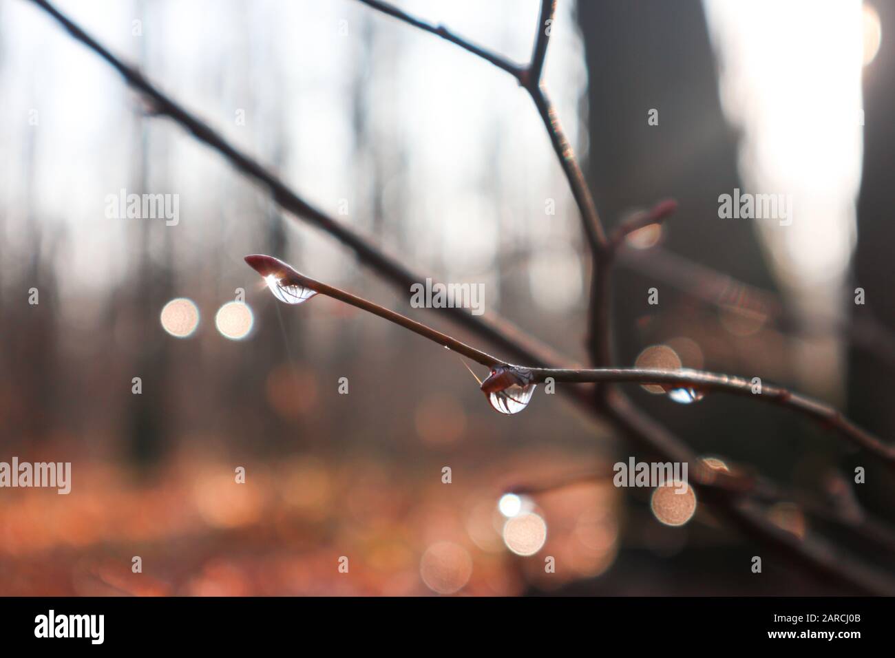 Las gotas de agua en la pequeña rama en la primavera forestal que viene, el invierno termina. Rayos de luz destellos y reflejos naturaleza primer plano macro borrosa fondo belleza, unf Foto de stock
