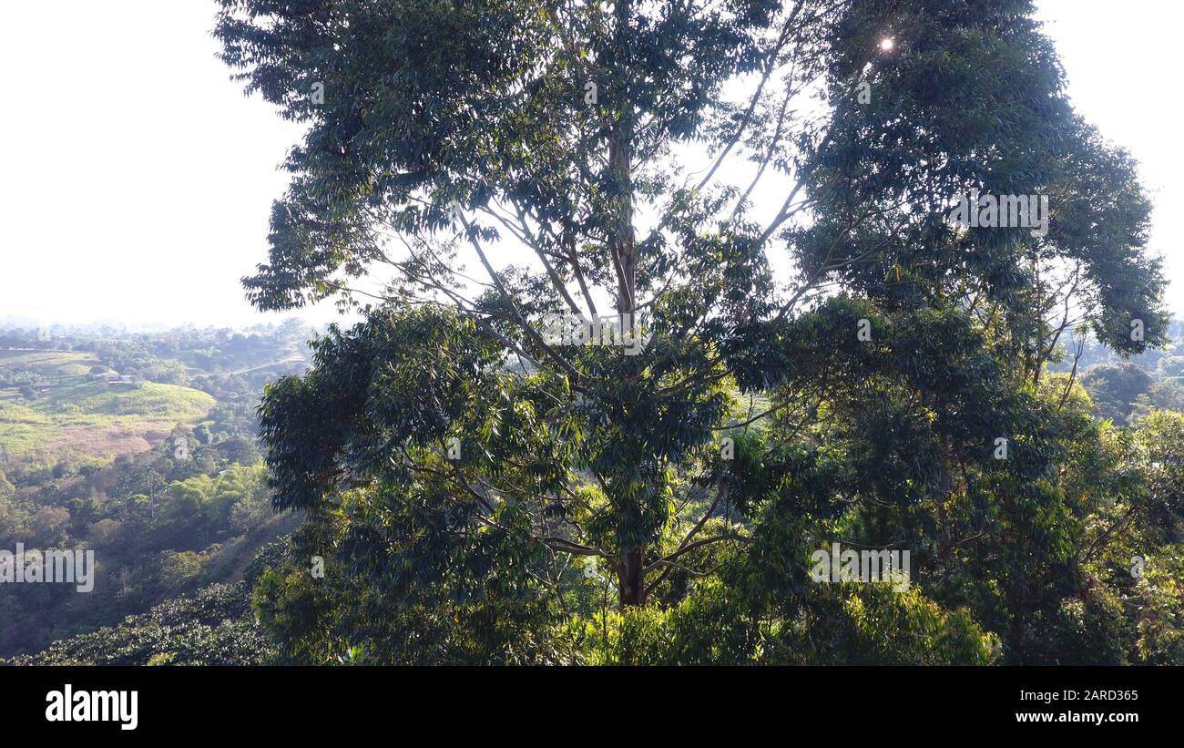 Imágenes aéreas de paisajes tomadas con un drone pilotado por Vil Jovovovich cerca del Cauca Colombia Foto de stock