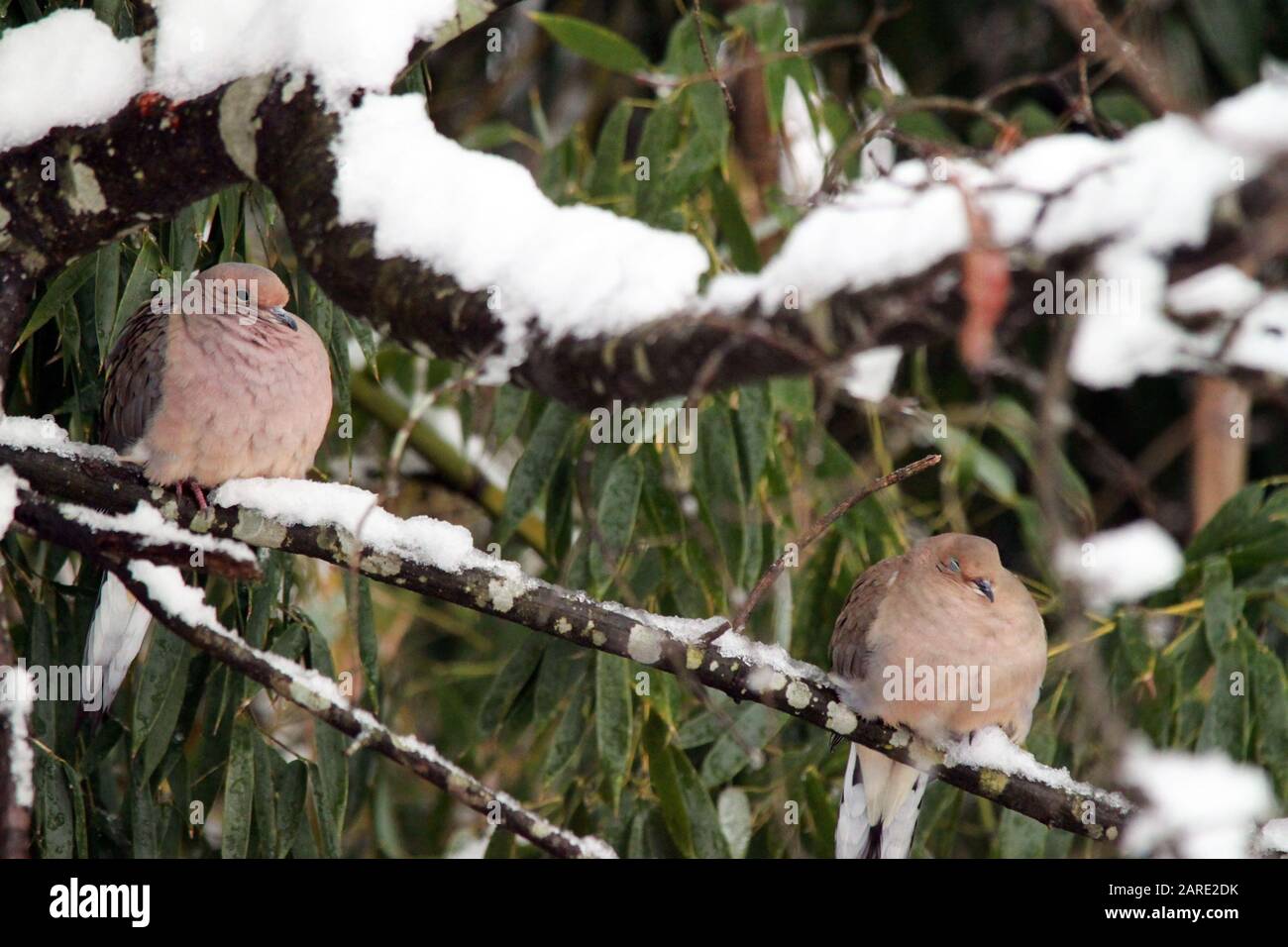 Palomas en un árbol nevado Foto de stock