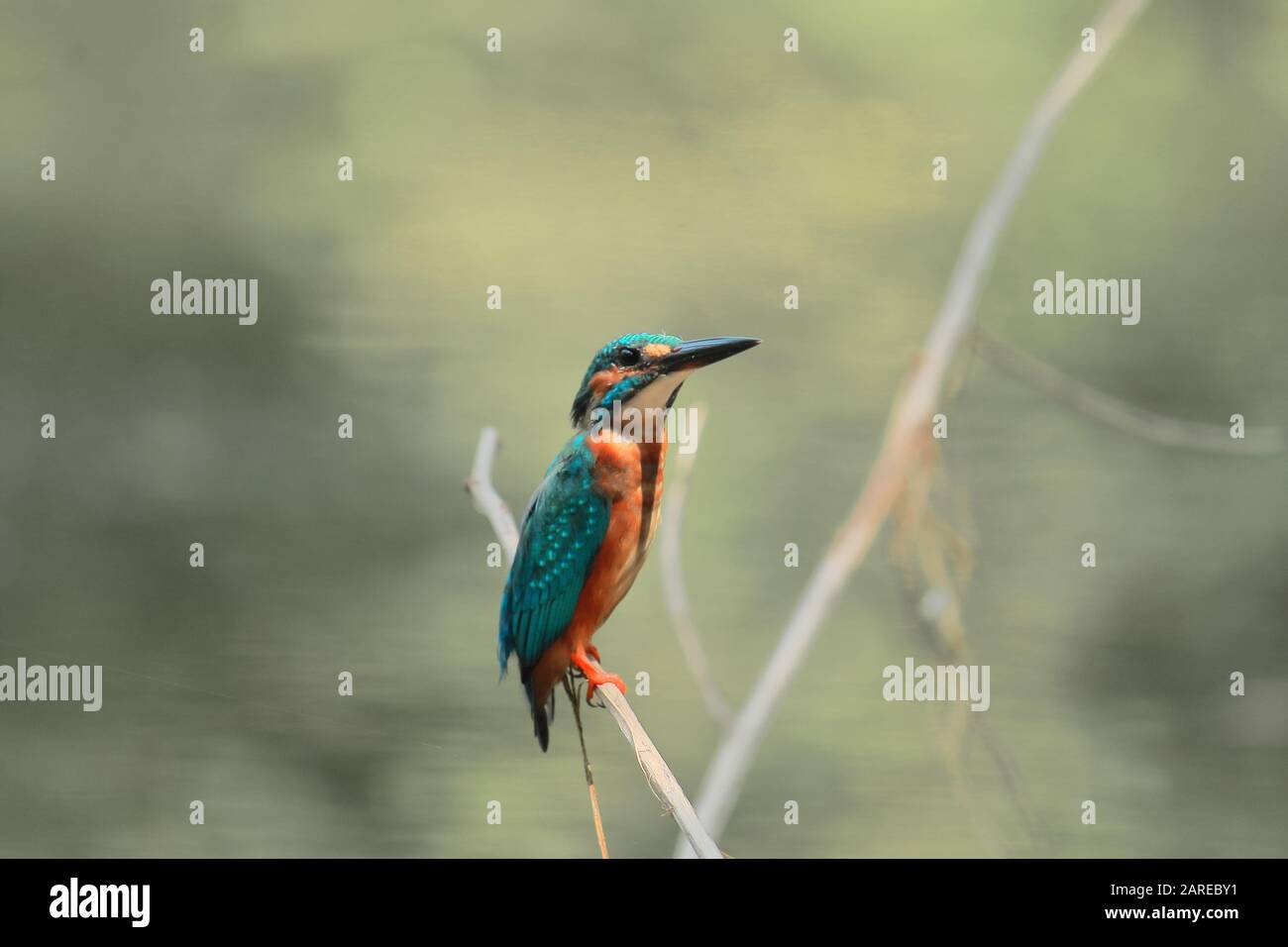 un martín pescador común (alcedo atthis) sentado en una rama en el santuario de aves chintamoni kar en kolkata, bengala occidental, india Foto de stock