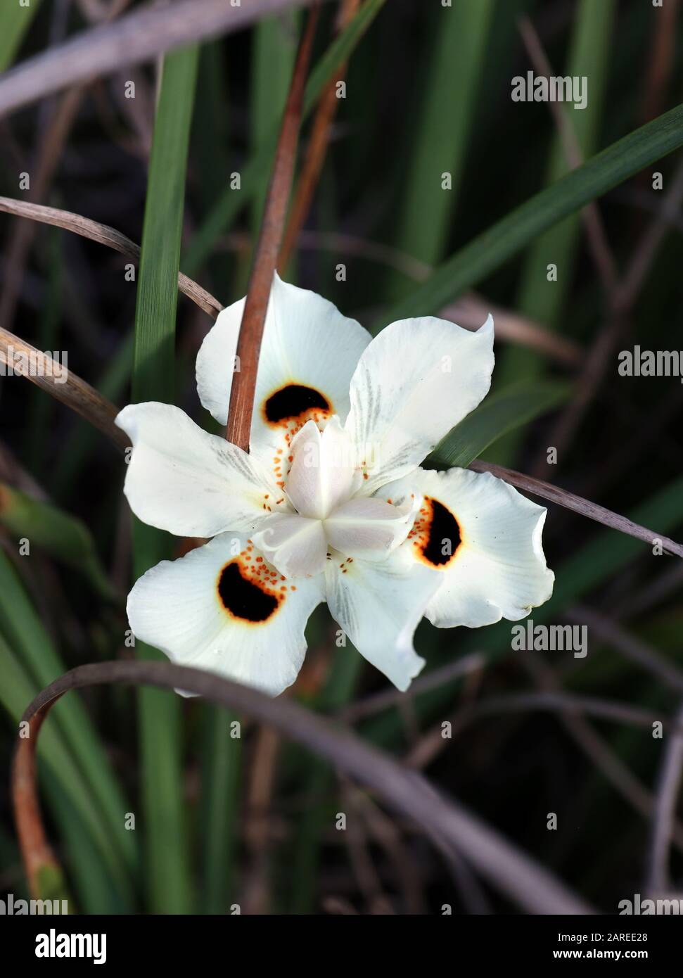Flores: Hermosa flor blanca por su cuenta, filmada de cerca Fotografía de  stock - Alamy