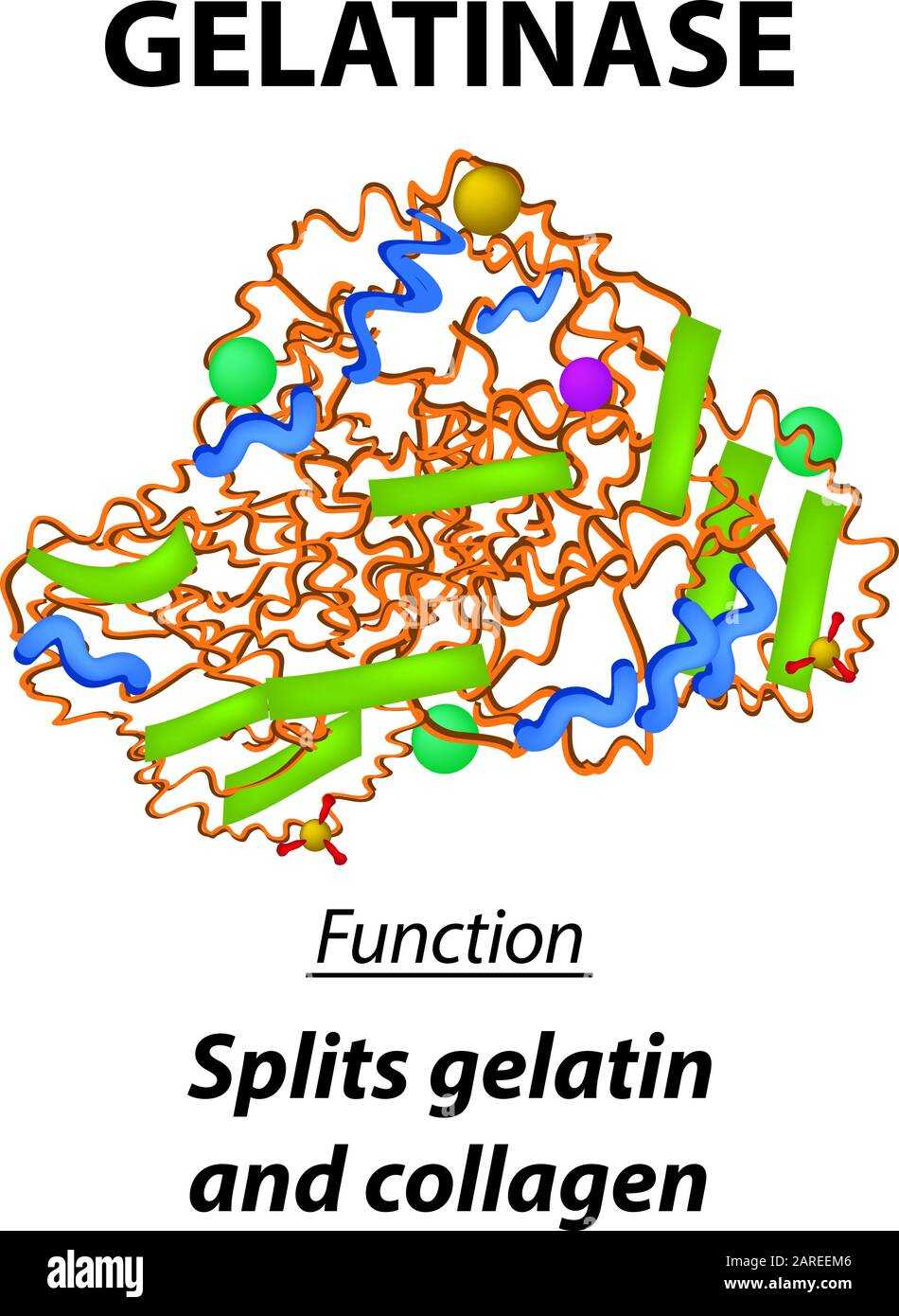 Gelatinasa de fórmula química estructural molecular. Funciones de la