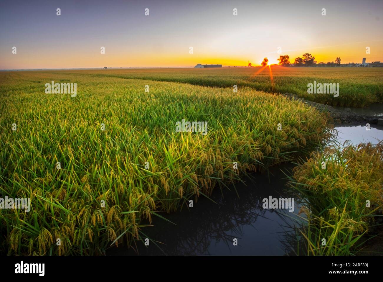 España, Andalucía, Sevilla, paisaje de las Marismas del Guadalquivir,  representando campos de arroz en la zona de Isla mayor Fotografía de stock  - Alamy
