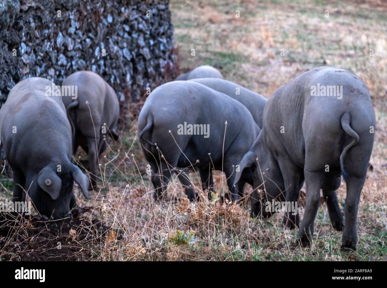 España, Andalucía, Huelva, Cerdos Ibéricos Negros, Cerca De Aracena. El cerdo ibérico es una raza tradicional del cerdo doméstico (sus scrofa domesticus) que Foto de stock