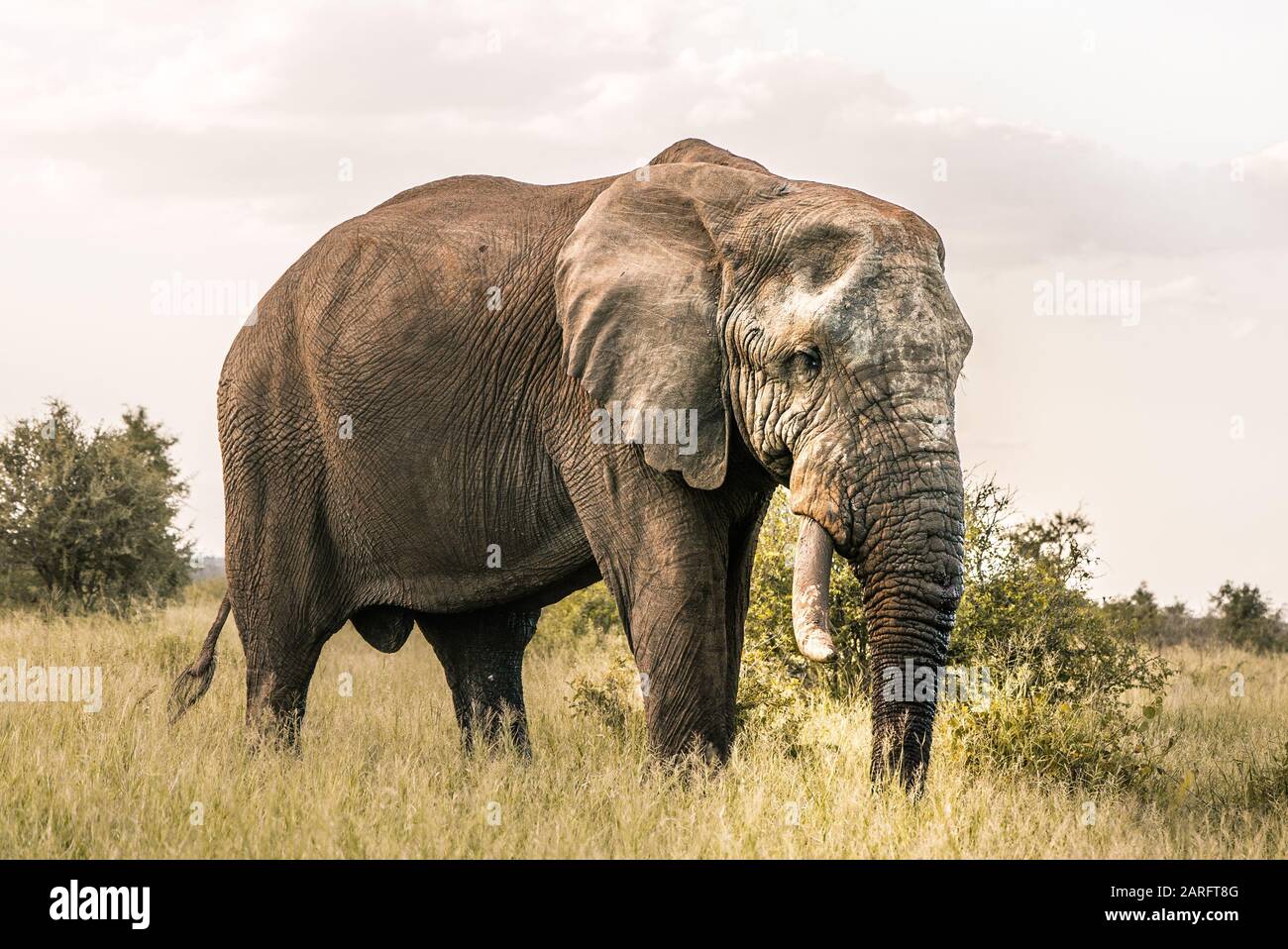 Gran elefante en la naturaleza africana, Parque Nacional Kruger Foto de stock