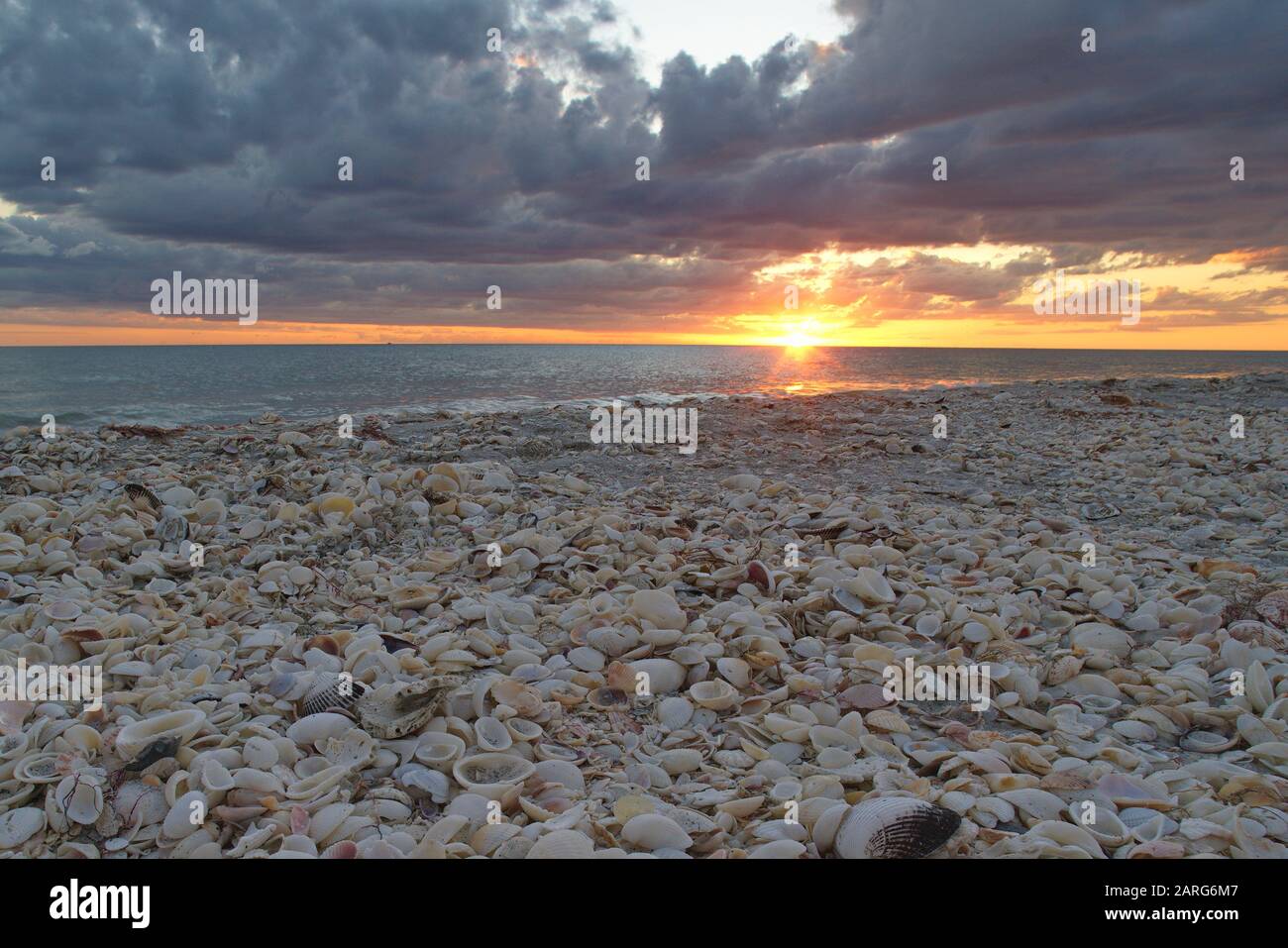 Conchas de mar, Sanibel, Florida, Estados Unidos. Foto de stock