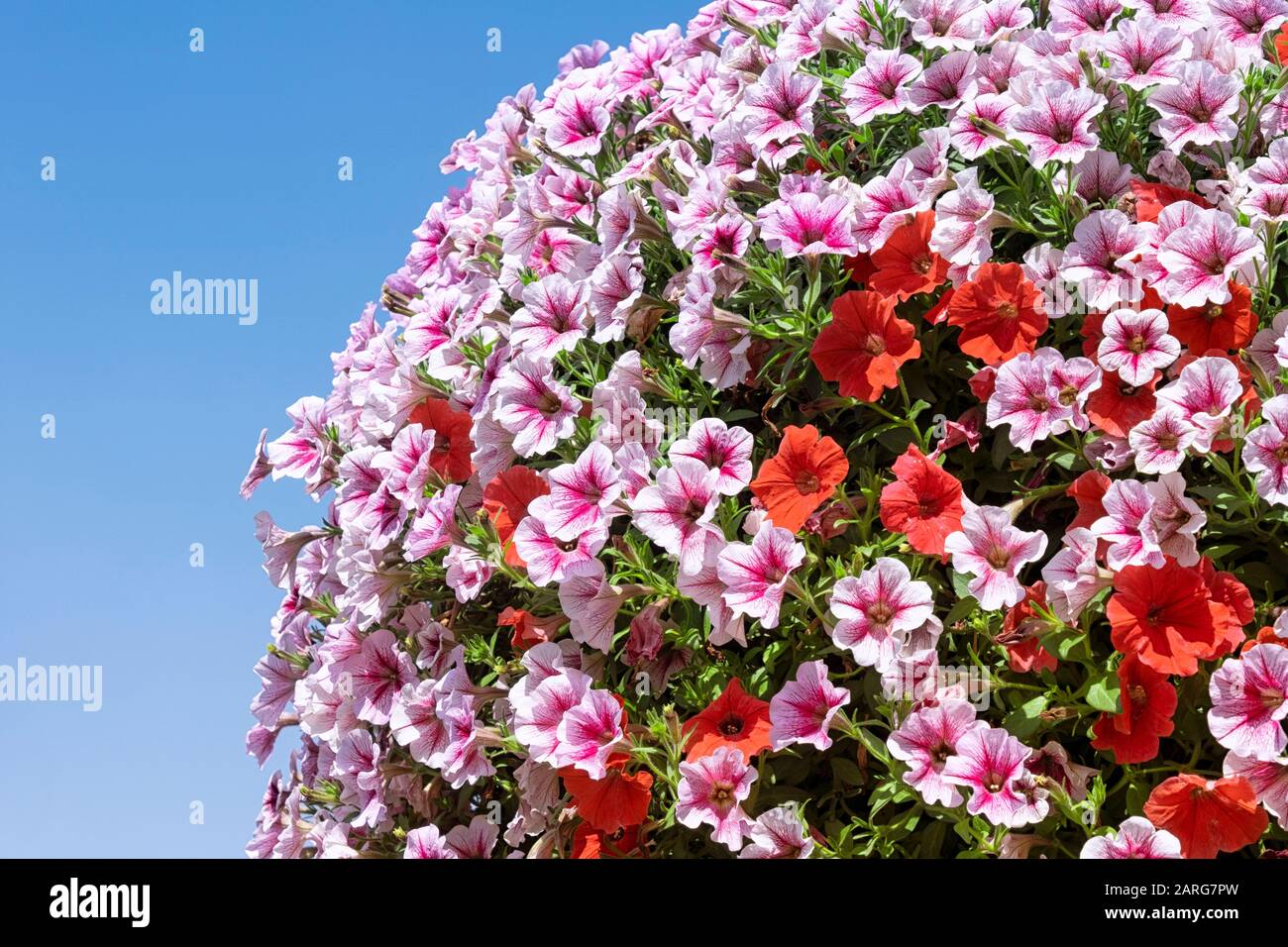 Montículos de flores en flor en un día de verano Foto de stock