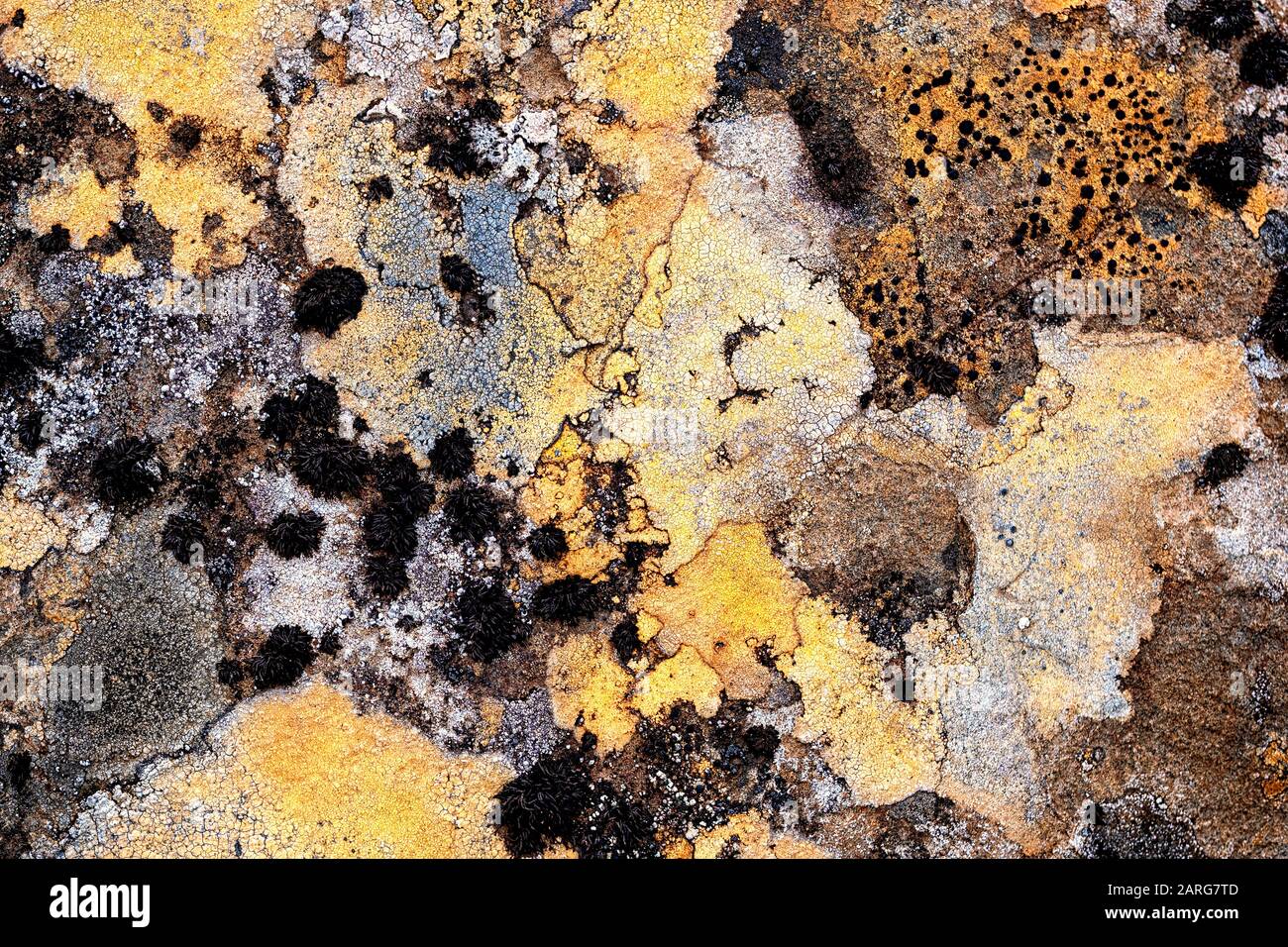 Formación de liquen colorida y abstracta en rocas Foto de stock