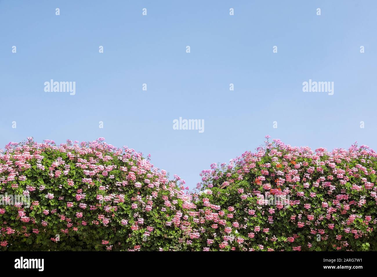 Montículos de hermosas flores de verano contra el cielo Foto de stock