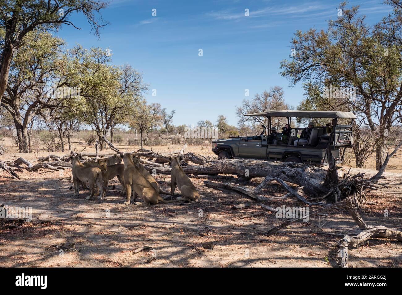 Orgullo de León (Panthera leo), descansando cerca de un vehículo safari en el Parque Nacional de Chobe, Botswana, África Foto de stock