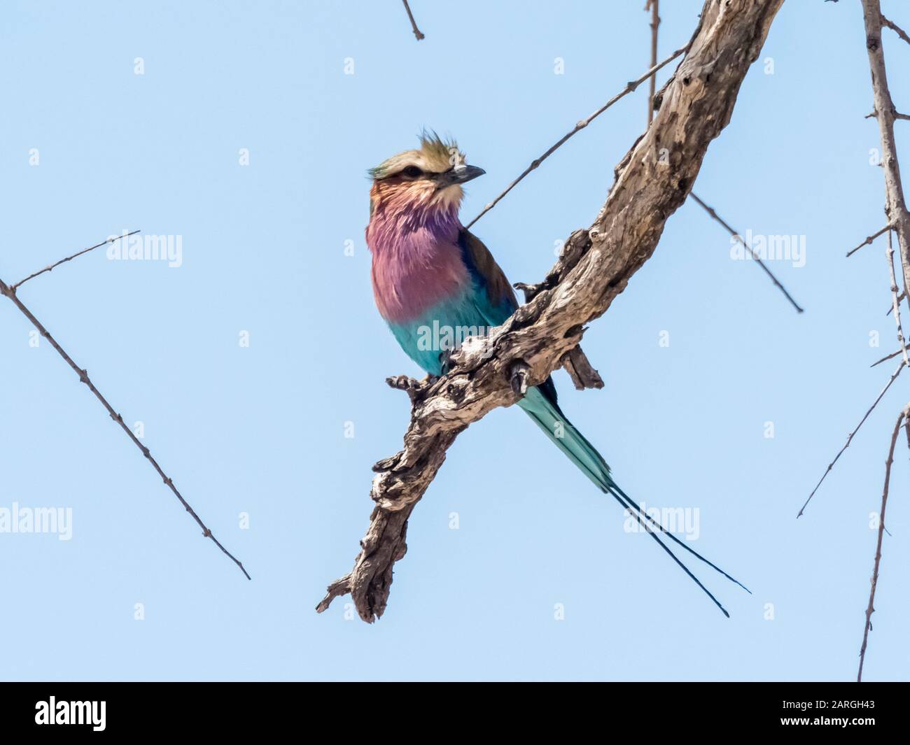 Un rodillo lactado adulto (Coracias caudatus), en el Parque Nacional de Chobe, Botswana, África Foto de stock