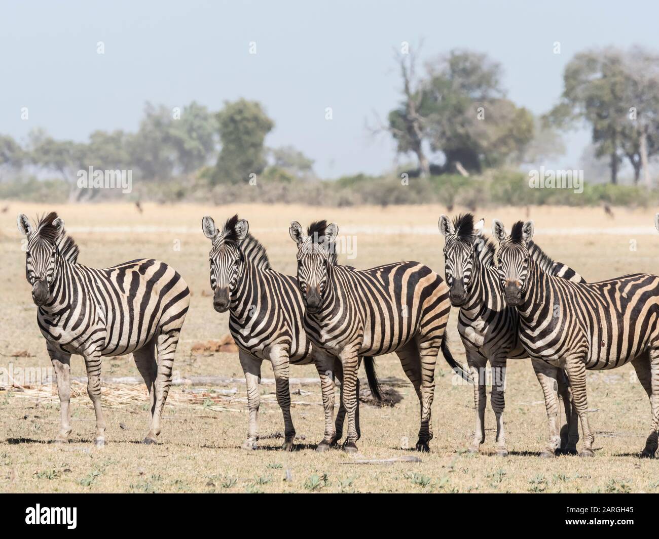 Zebra de llanuras adultas (Equus quagga burchellii), en el delta del Okavango, Botswana, África Foto de stock