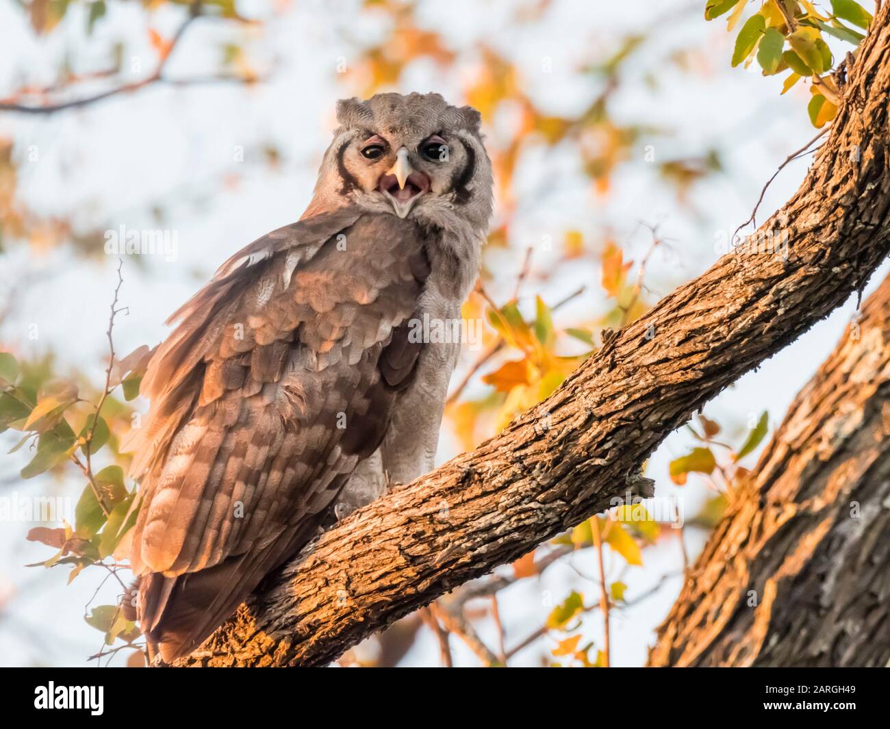 Una joven ave-águila de Verreaux (Bubo lacteus), en el Parque Nacional de Chobe, Botswana, África Foto de stock