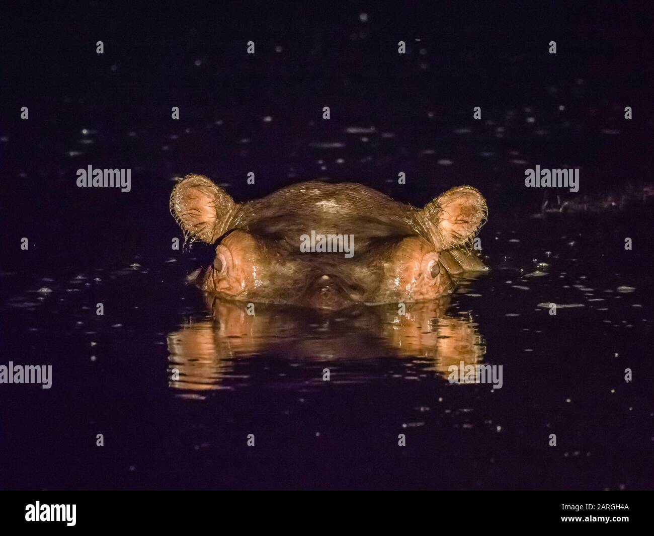 Hipopótamo adulto (Hippopotamus amphibius) por la noche en el delta del Okavango, Botswana, África Foto de stock