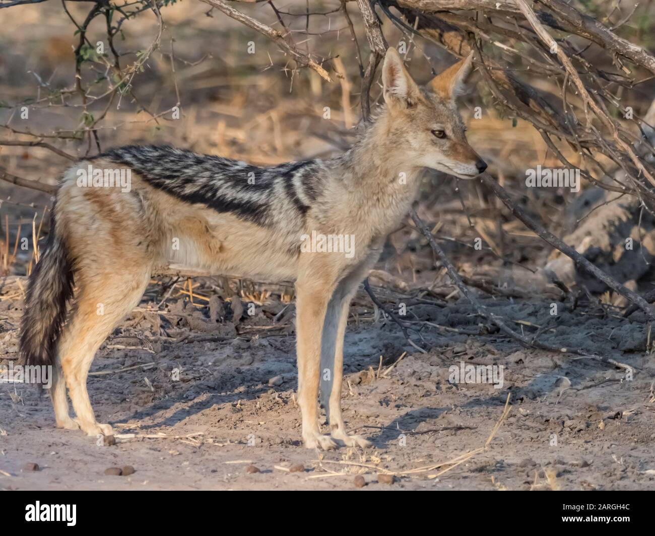 Un chacal adulto de fondo negro (Canis mesomelas), en el delta del Okavango, Botswana, África Foto de stock