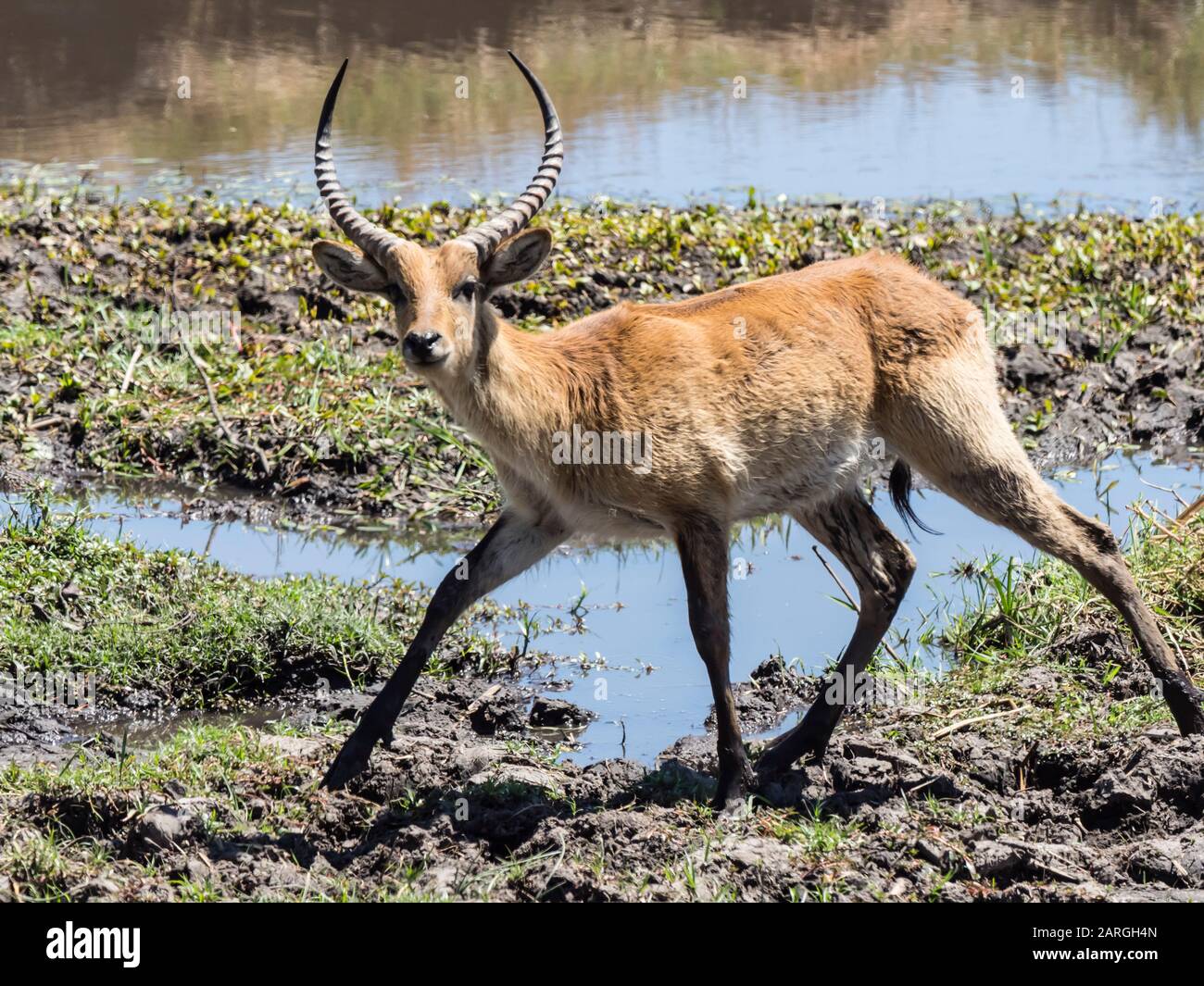 Macho adulto lechwe rojo (Kobus leche), en el Parque Nacional de Chobe, Botswana, África Foto de stock