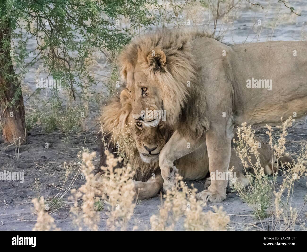 Leones machos adultos (Panthera leo), en el delta del Okavango, Botswana, África Foto de stock