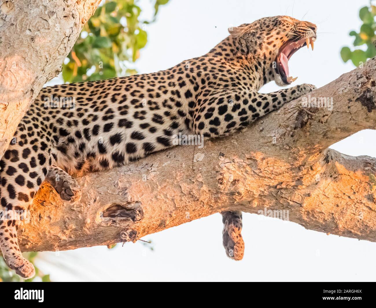 Un leopardo adulto (Panthera pardus) descansando en un árbol en el delta del Okavango, Botswana, África Foto de stock