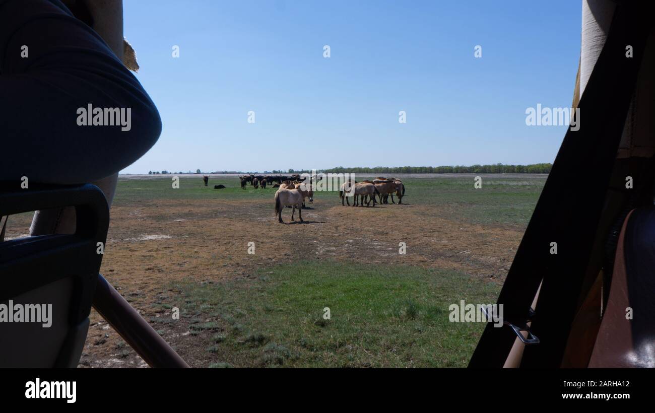 En el campo del Parque Nacional Hortobagy de Hungría, los caballos salvajes y los australes buscan en un coche Foto de stock