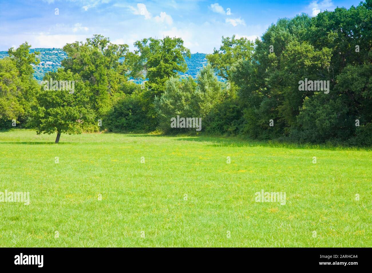 Escena rural con un campo verde, hierba y árboles en el fondo. Foto de stock
