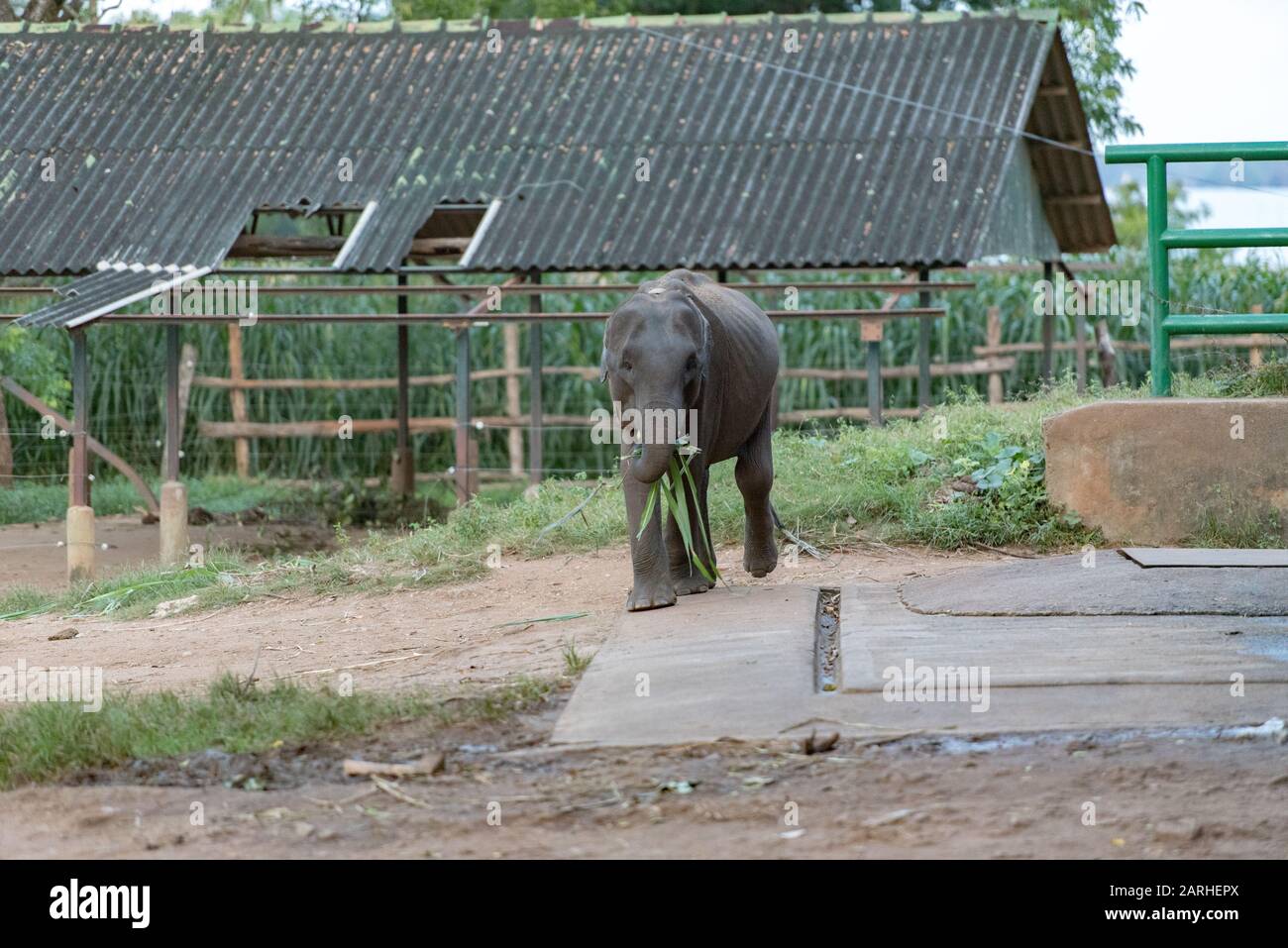 Campamento de refugiados de elefantes de Sri Lanka. La Casa de tránsito 'Udawalawe' es un refugio para los elefantes infantiles, la mayoría de los cuales se han visto afectados por las trágicas inciden Foto de stock