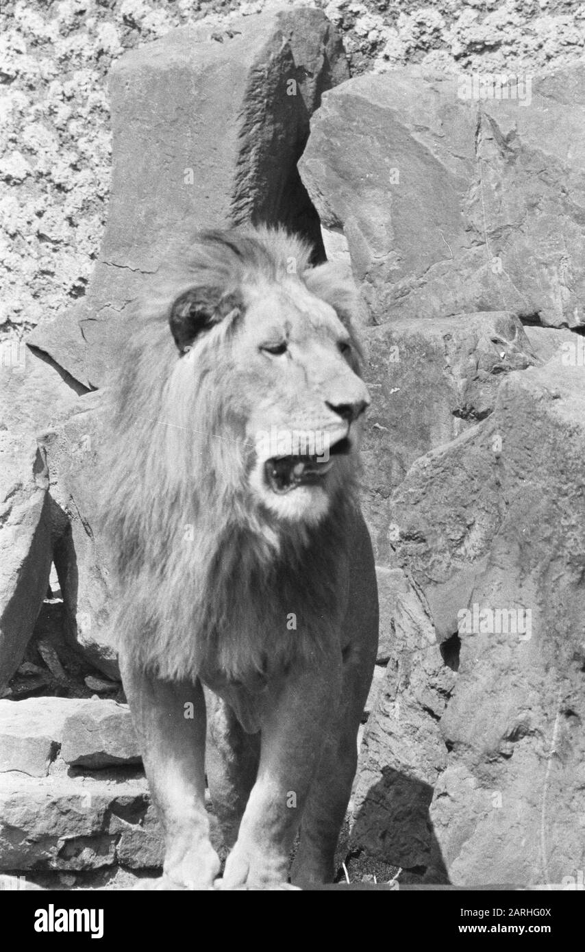 Día de verano en Artis, león bronceador Fecha: 11 de mayo de 1959 palabras  clave: Leones Fotografía de stock - Alamy