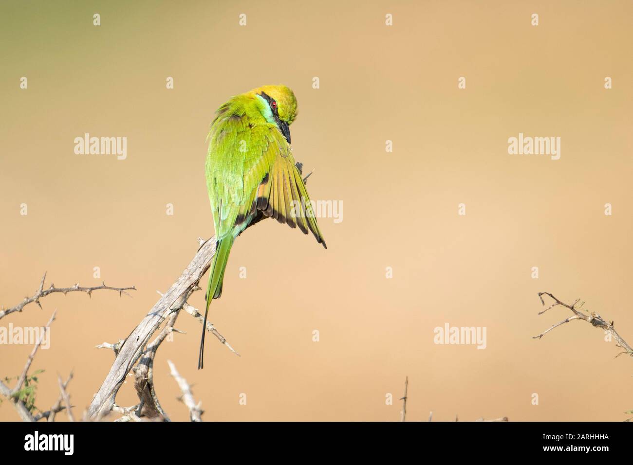 Pequeña abeja verde (Merops orientalis), Sri Lanka Foto de stock