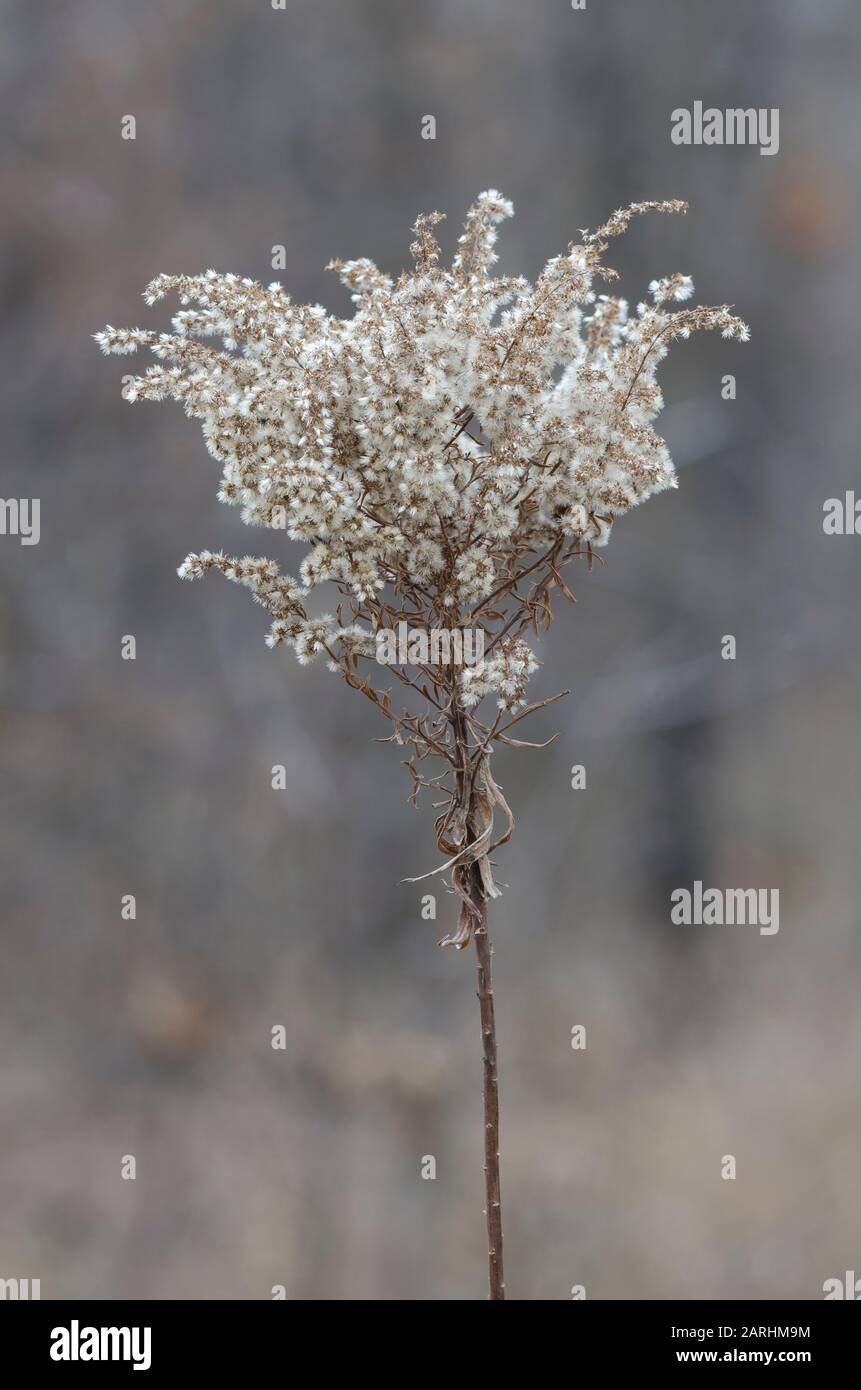 Goldenrod, Solidago sp., en invierno Foto de stock