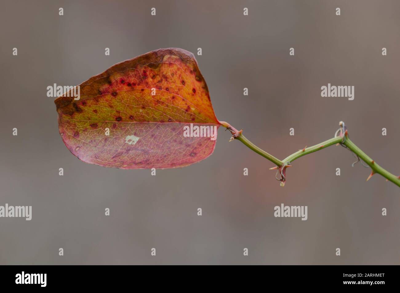 Greenbrier, Smilax sp., hoja en invierno Foto de stock