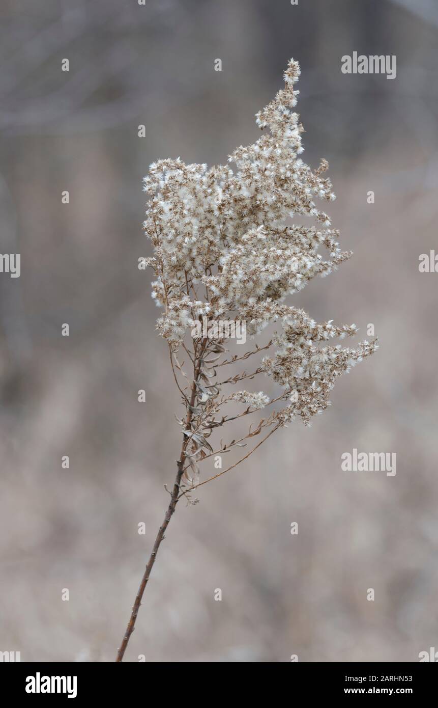 Goldenrod, Solidago sp., en invierno Foto de stock