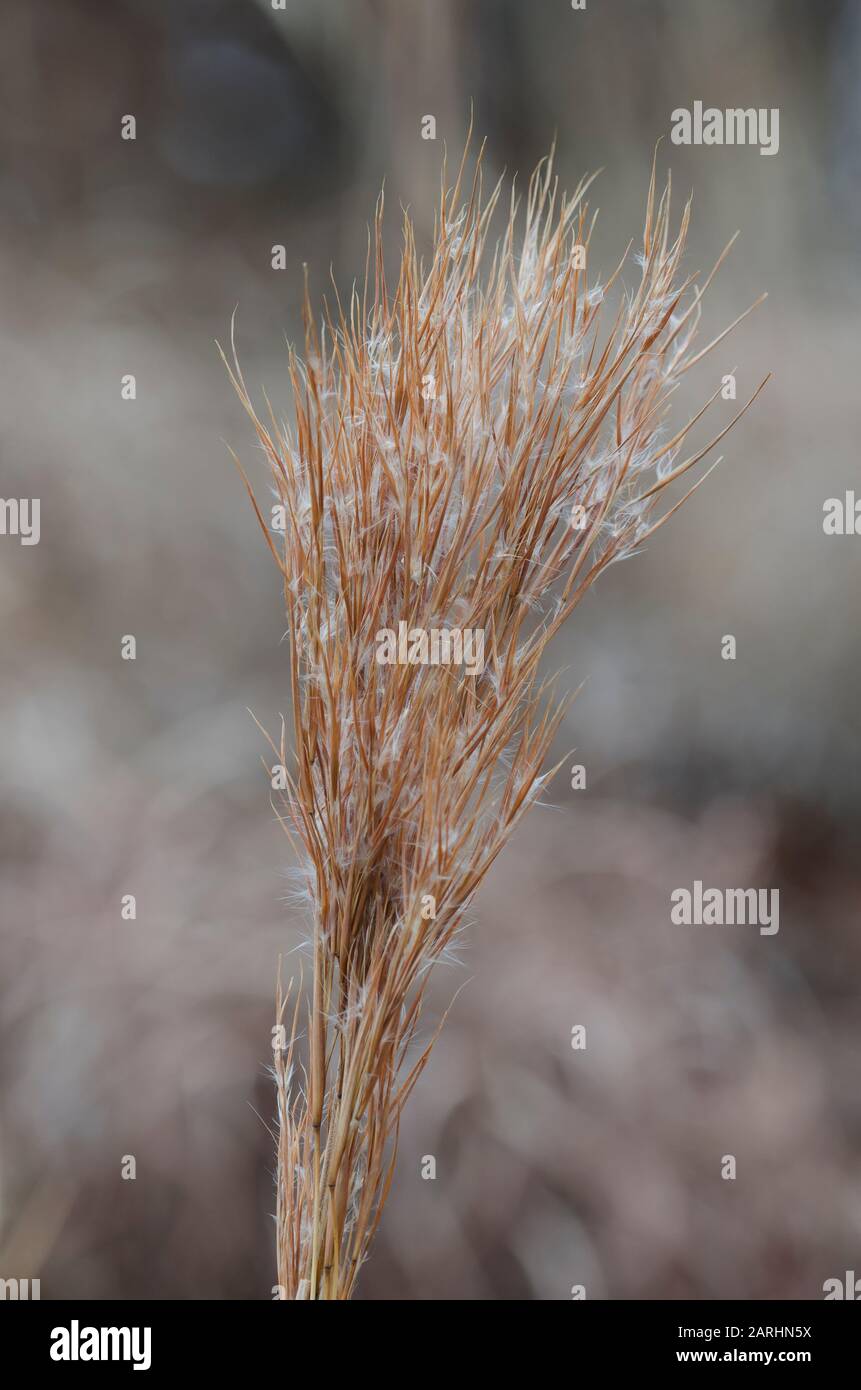 Bushy Bluestem, Andropogon glomeratus, en invierno Foto de stock
