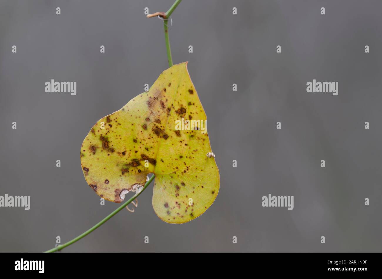 Greenbrier, Smilax sp., hoja en invierno Foto de stock