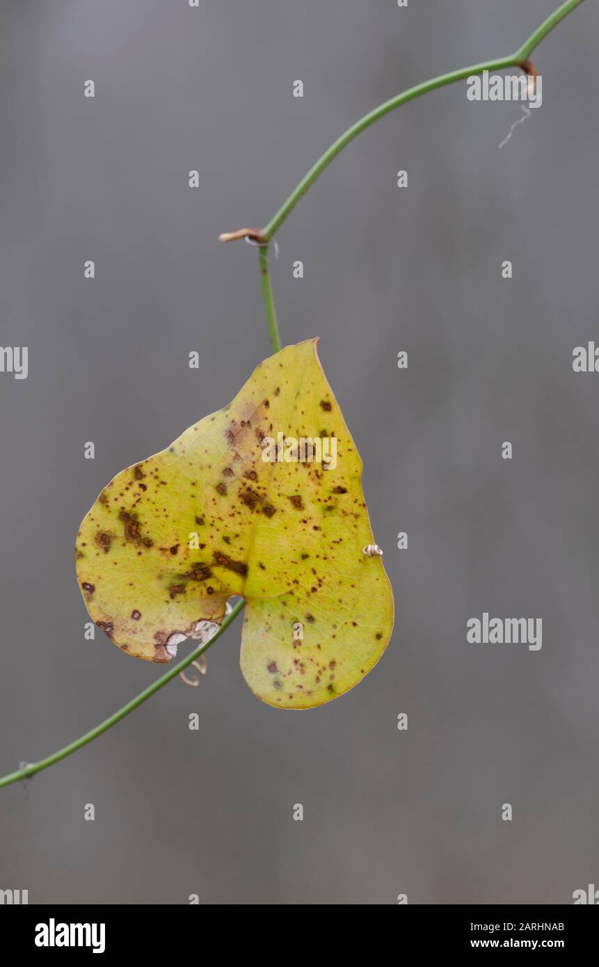 Greenbrier, Smilax sp., hoja en invierno Foto de stock