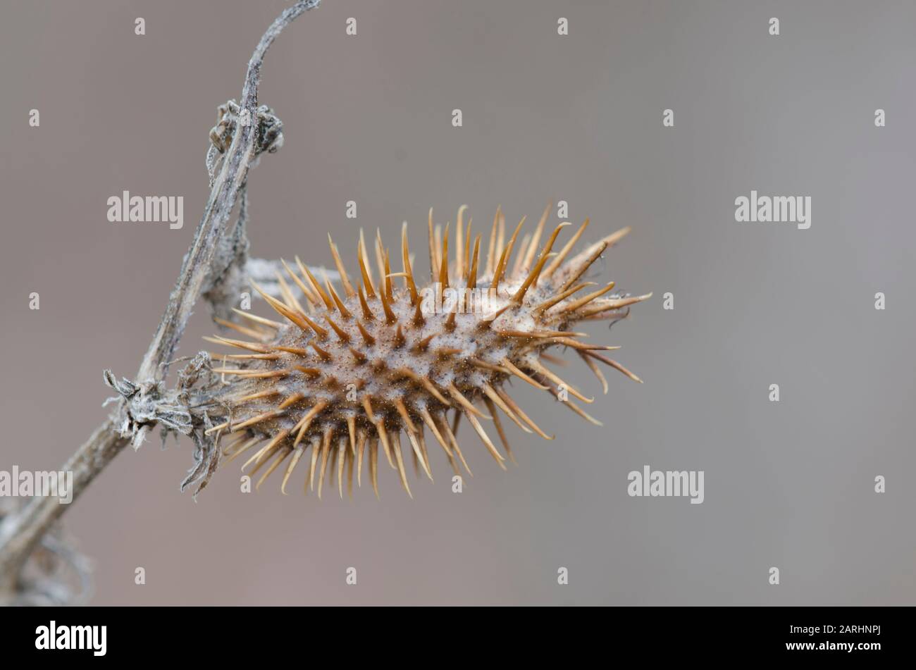 Cocklebur rugoso, estrumario Xanthium, fruta en invierno Foto de stock