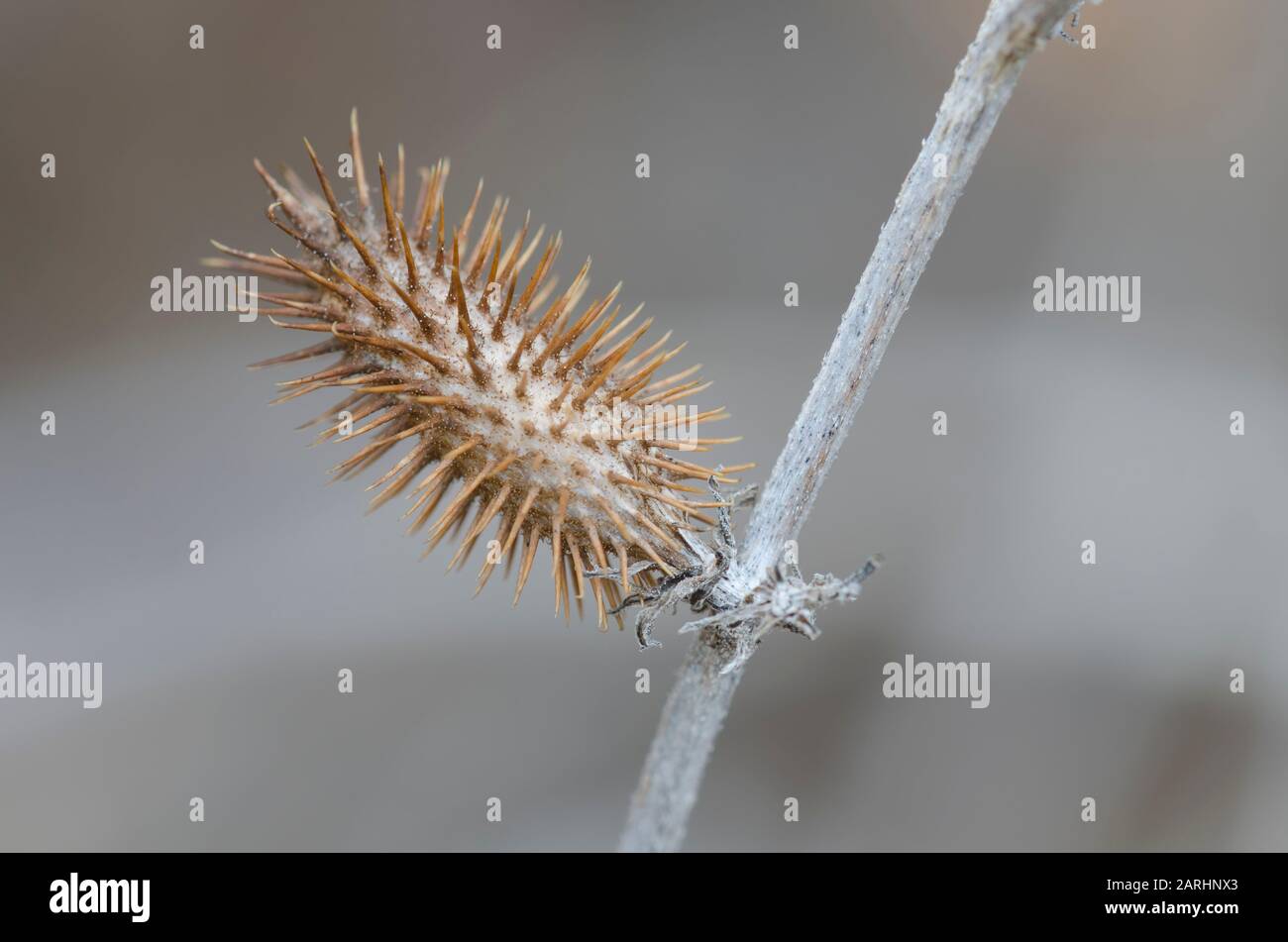 Cocklebur rugoso, estrumario Xanthium, fruta en invierno Foto de stock