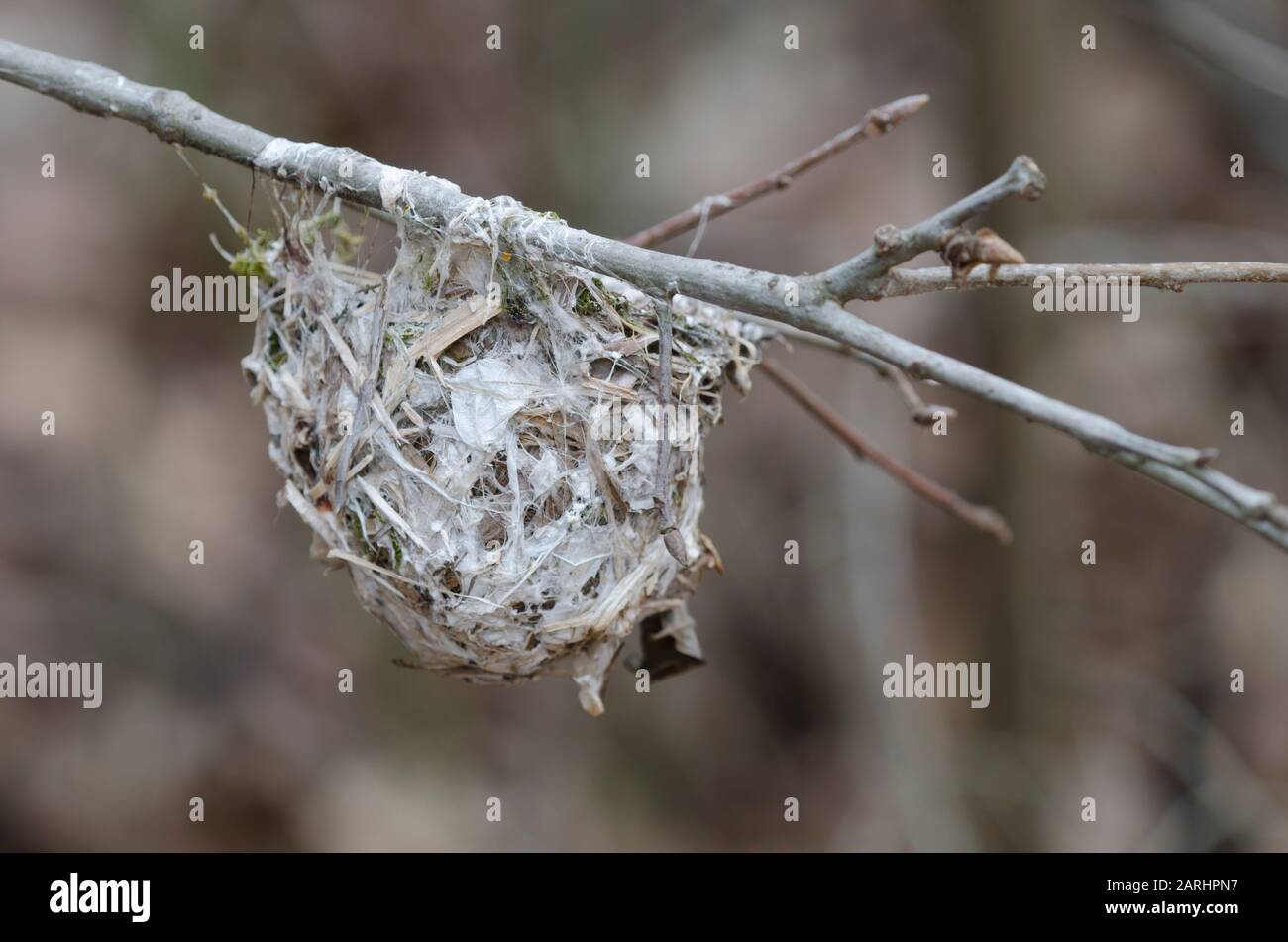 Vireo de ojos blancos, Vireo griseus, nido antiguo en invierno Foto de stock