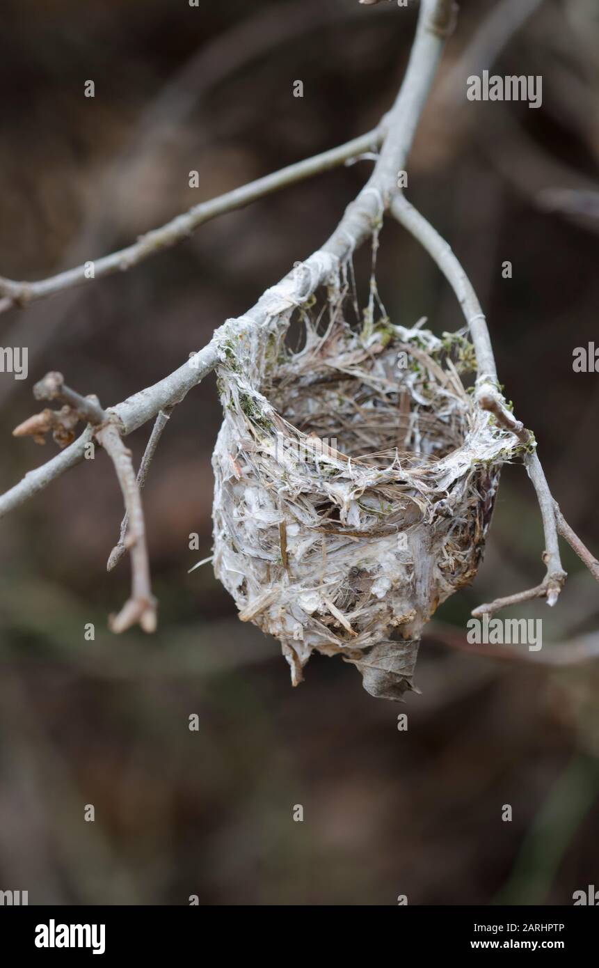 Vireo de ojos blancos, Vireo griseus, nido antiguo en invierno Foto de stock