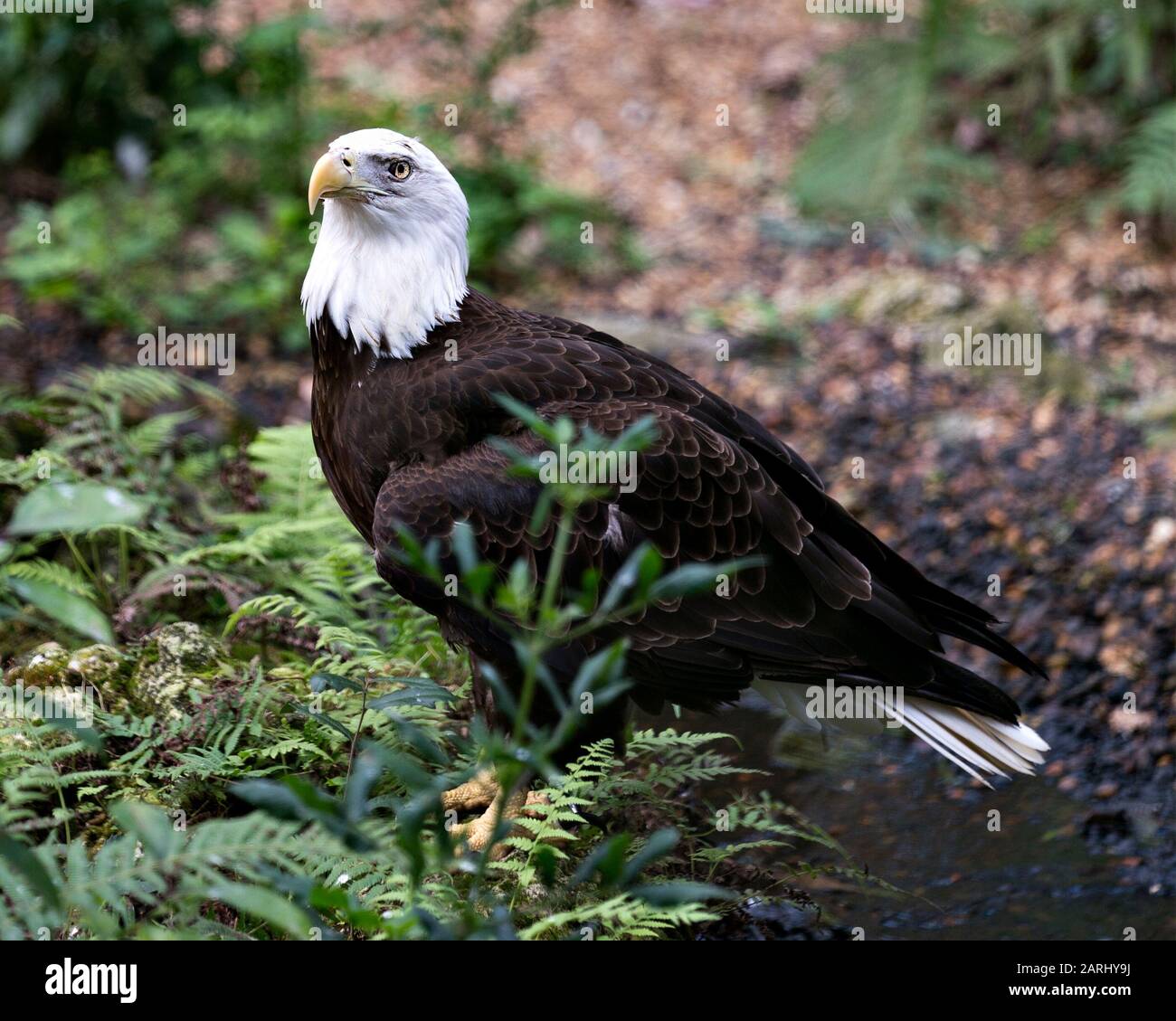 Vista de primer plano de pájaro Bald Eagle que muestra plumas, cabeza blanca, ojo, pico, talones, plumaje, cola blanca, en su entorno y entorno con Foto de stock