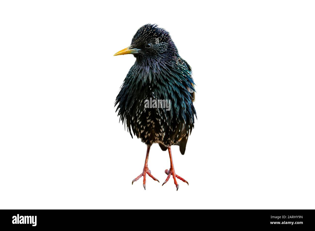 Almidones comunes / estrellas europeas (Sturnus vulgaris) sobre fondo blanco Foto de stock